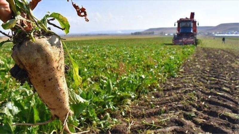 Erzincan’da şeker pancarı hasatı başladı
