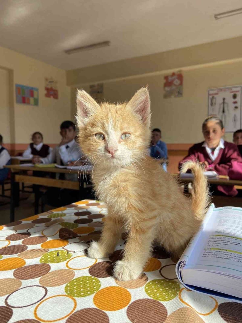 Ağrı’da öğrencilerin sahiplendiği yavru kedi ’Mandalina’ okulun maskotu oldu
