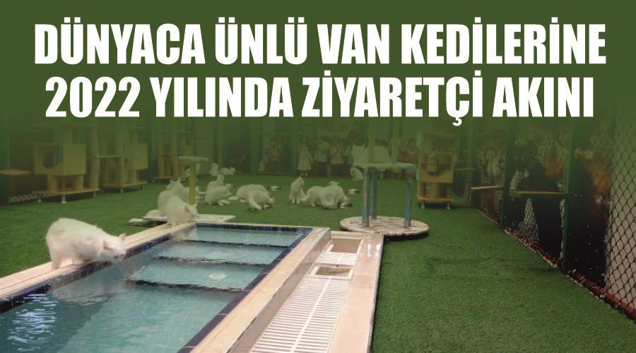 Dünyaca ünlü Van kedilerine 2022 yılında ziyaretçi akını