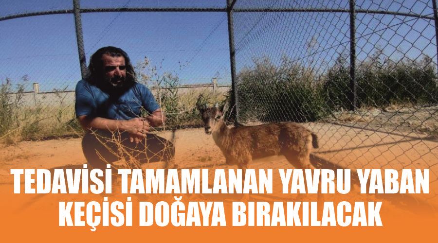 Tedavisi tamamlanan yavru yaban keçisi doğaya bırakılacak