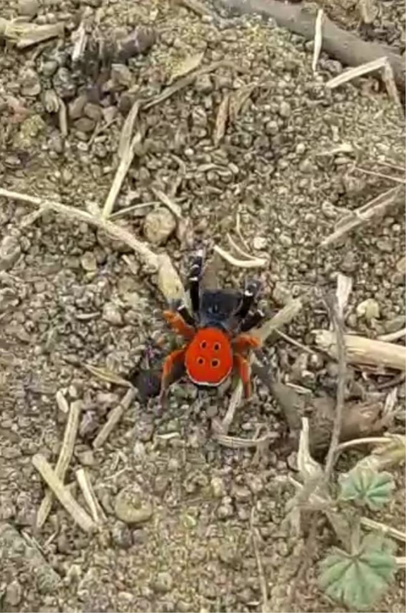 Bu ’Uğur böceği’ o kadar da masum değil
