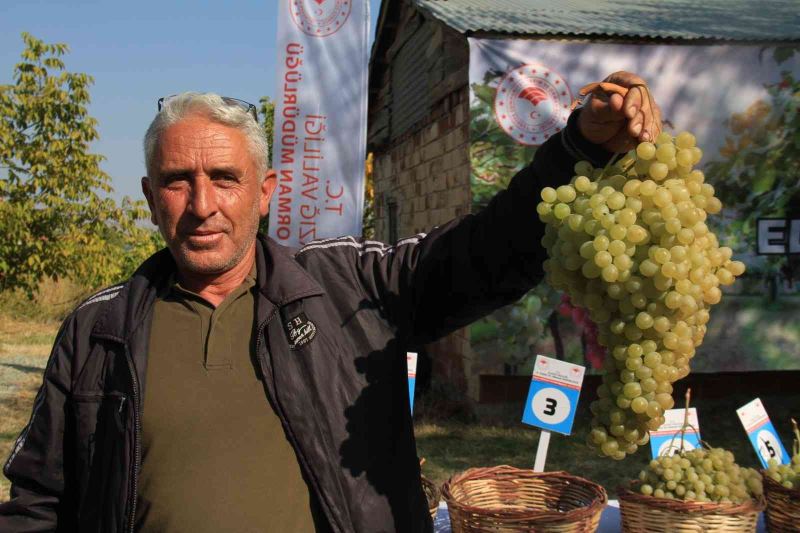 Elazığ’da bağ bozumu etkinliği
