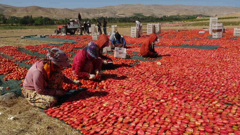 Avrupa’nın kuru domatesi Malatya’dan
