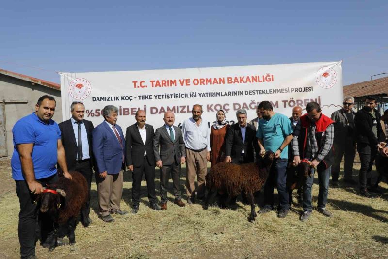 Ağrı’da 179 damızlık koç sahibine teslim edildi
