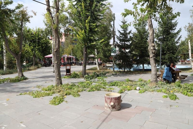 Belediye ekiplerinden mevsimlik ağaç budama çalışması
