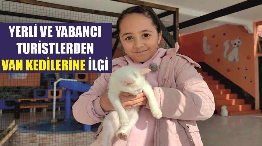 Yerli ve yabancı turistlerden Van kedilerine ilgi