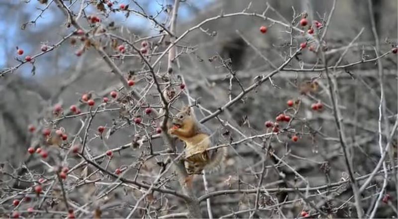 Sevimli sincap alıç yiyerek karnını doyurdu
