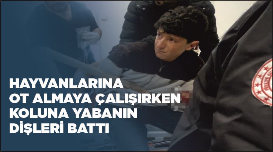 Hayvanlarına ot almaya çalışırken koluna yabanın dişleri battı