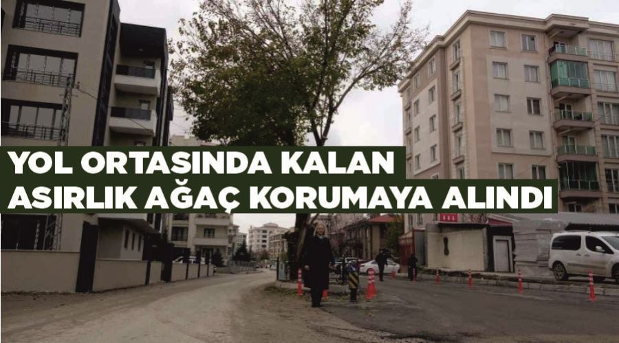 Yol ortasında kalan asırlık ağaç korumaya alındı