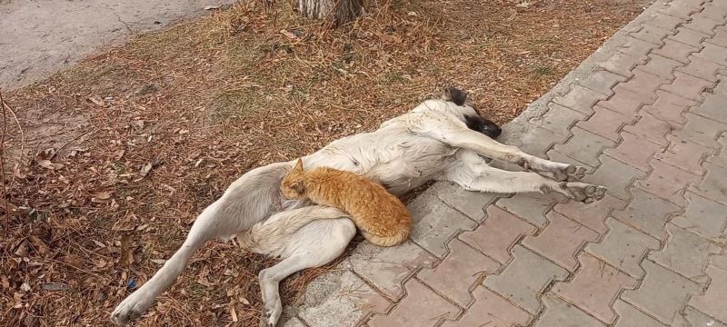 Tunceli’de sokak köpeği, kediyi emzirdi
