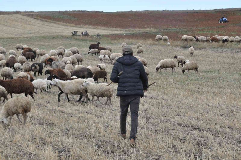 Kars’ta kar olmayınca hayvanlar meralara salındı
