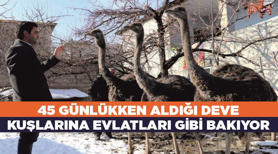 45 günlükken aldığı deve kuşlarına evlatları gibi bakıyor