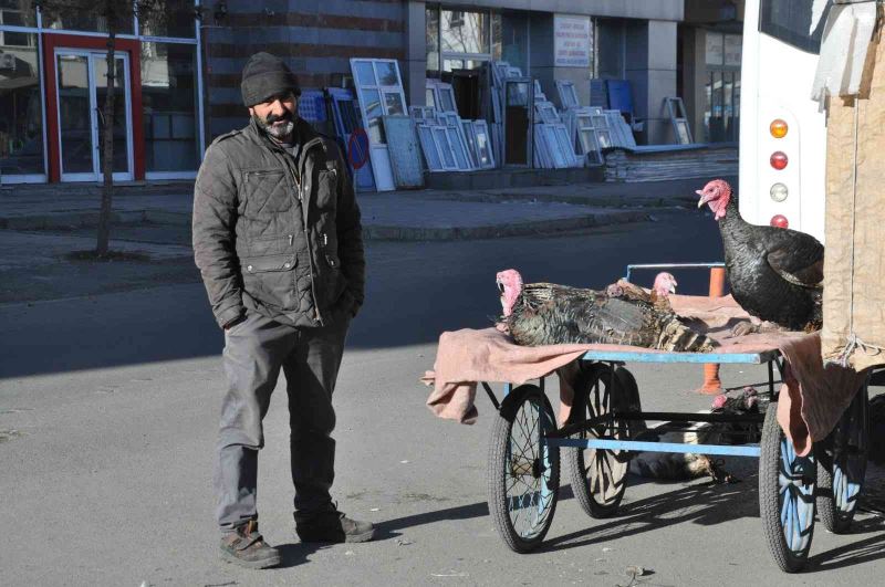 Kars’ta yılbaşı hindileri el yakıyor
