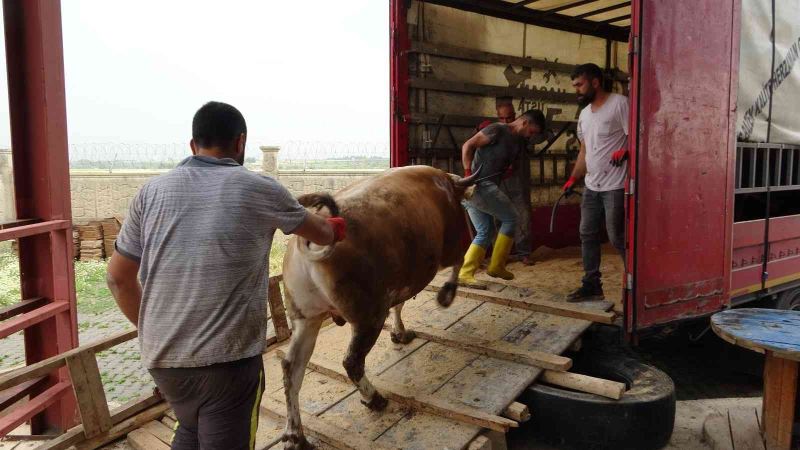 Muş’tan batı illerine kurbanlık sevkiyatı başladı
