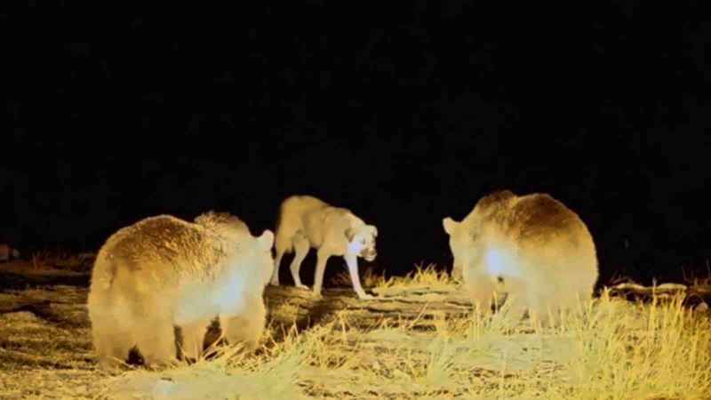 Nemrut’un maskot ayılarıyla köpeğin kavgası kamerada
