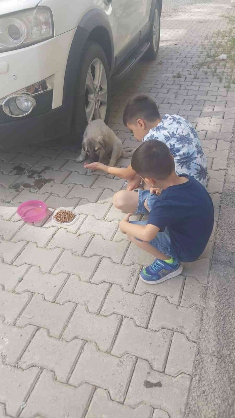 Ağrı’da çocuklar aracın çarptığı yavru köpeği tedavi ederek sahiplendi
