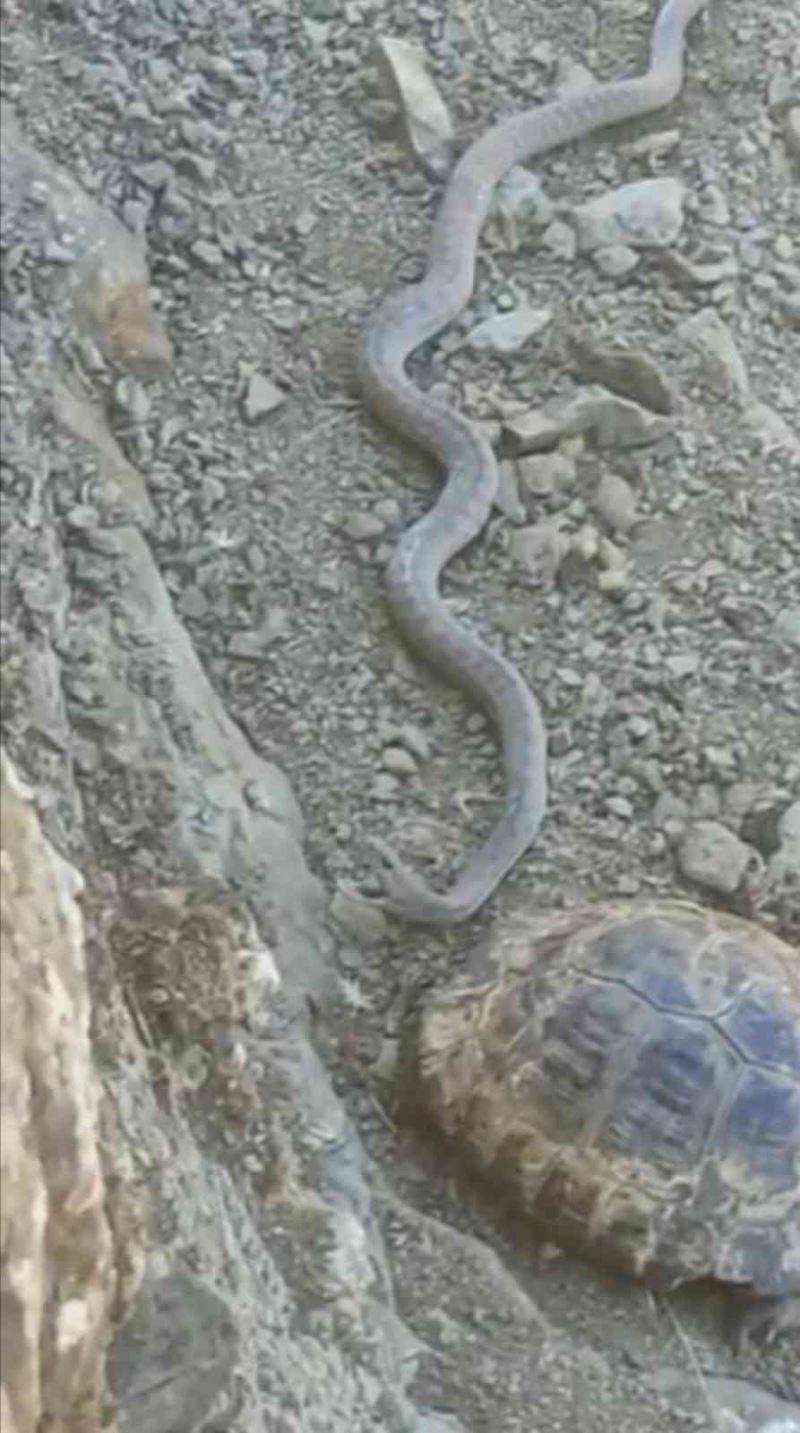 Elazığ’da 2 metrelik yılan ve kaplumbağa birlikte görüntülendi
