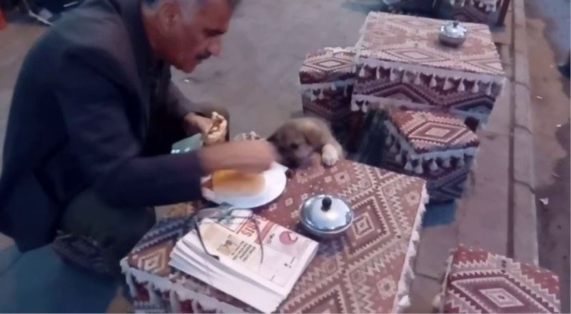 Yemeğini sokak köpeği ile paylaşan vatandaşlar yürekleri ısıttı
