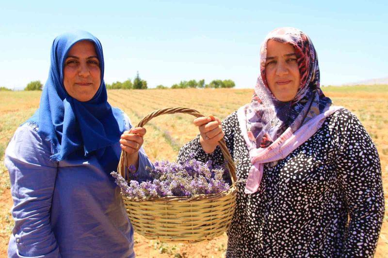 Gelin ve görümce sırt sırta verdi, ektikleri lavanta bahçesinden ilk hasat alındı
