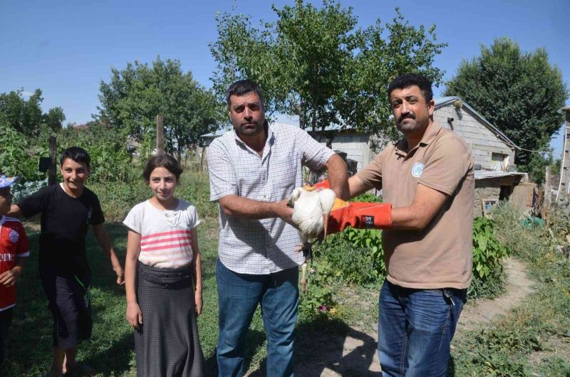 Muş’ta yuvadan düşen leylek yavrusu tedaviye alındı
