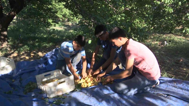 ’Sarı altın’ hasadında çiftçinin yüzü gülüyor
