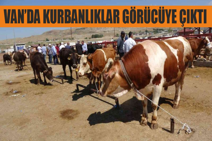 Van’da kurbanlıklar görücüye çıktı