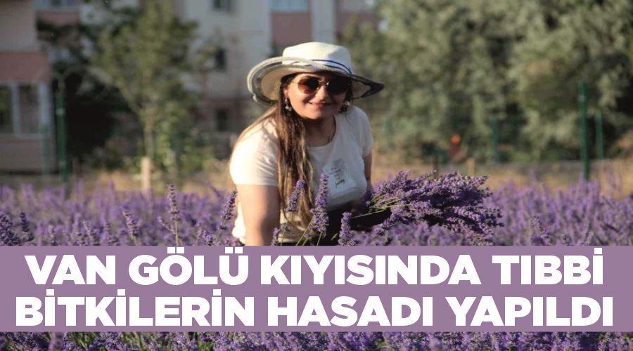 Van Gölü kıyısında tıbbi bitkilerin hasadı yapıldı