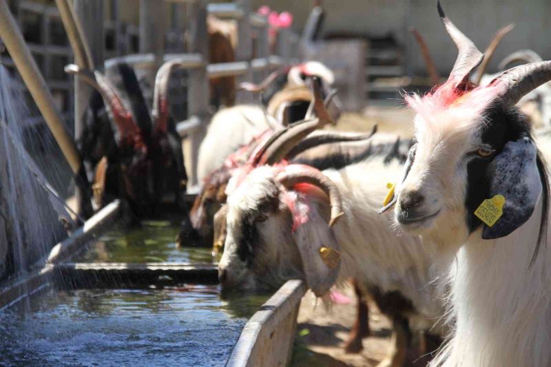 Elazığ’da kurbanlıklar pazara indi
