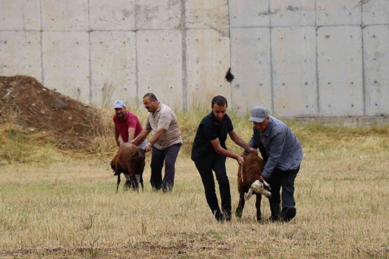 Oltulular kurban kesim alanlarına akın etti
