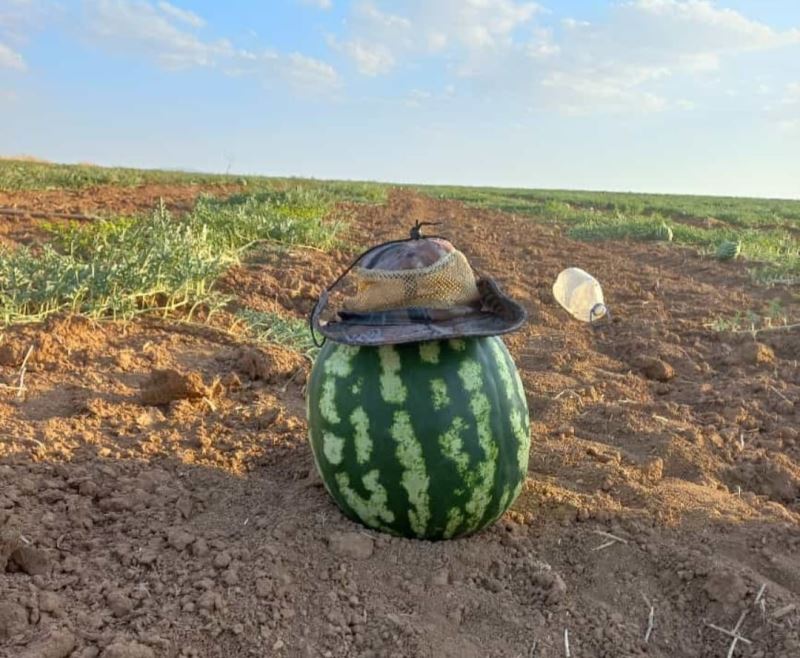 Hıdıroz karpuzu tezgahlardaki yerini aldı, yiyen bir daha alıyor
