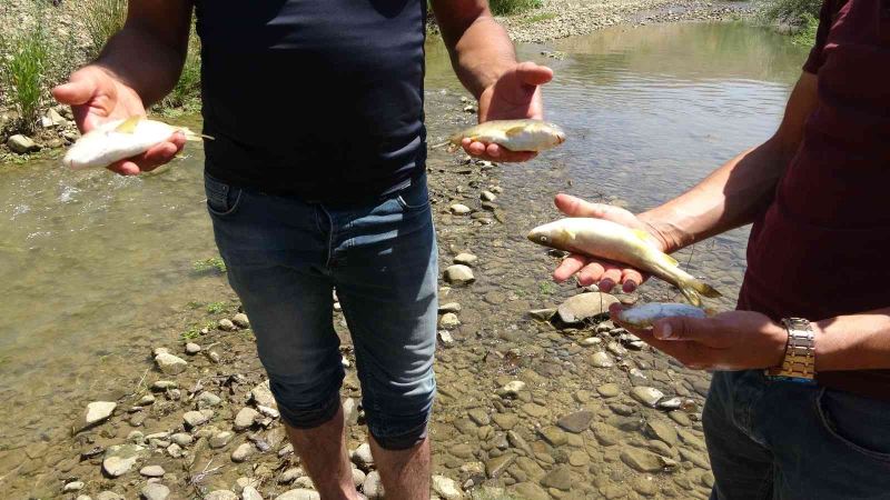 Yüksekova’da korkutan balık ölümleri
