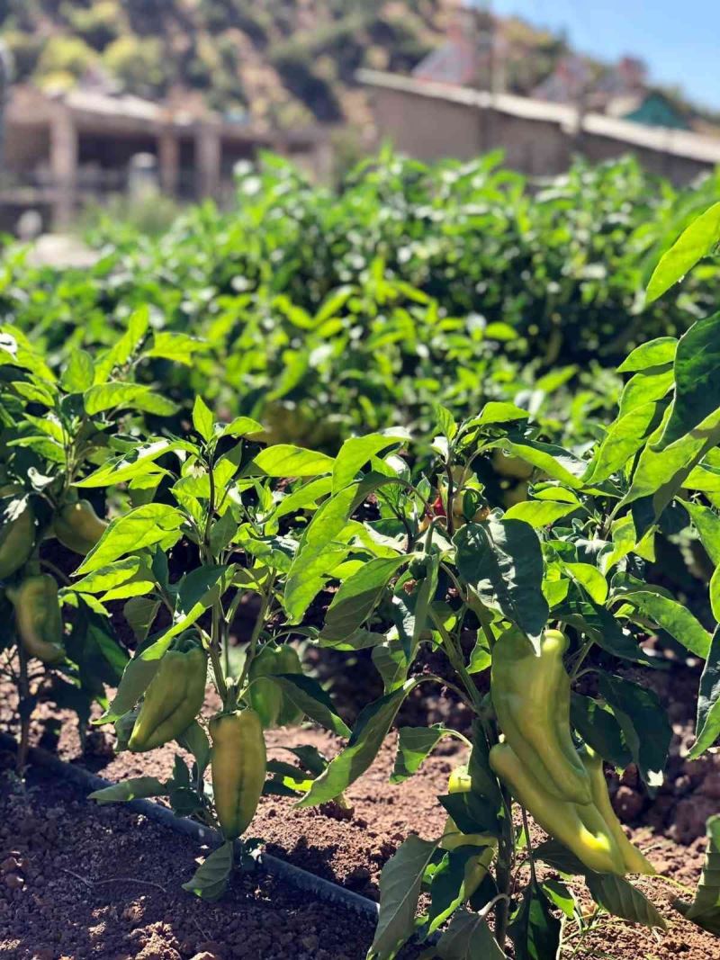 Okul bahçesinde organik sebze yetiştiriciliği
