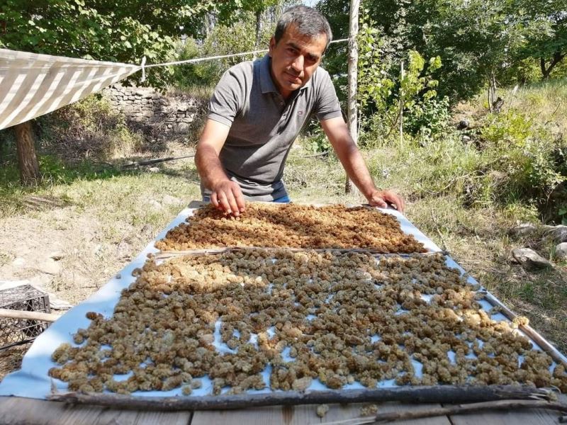 Genç girişimcinin ektiği dutlar yüz güldürdü
