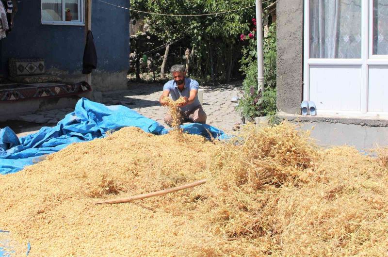 Iğdır’da nohut hasadı yapıldı
