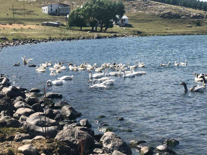 Yayladaki herkes geçimini ’kaz’dan sağlıyor
