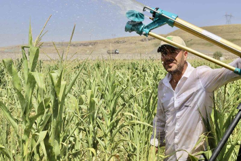 Murat Nehri’nden faydalanan öğretmen, boş araziyi mısır tarlasına çevirdi
