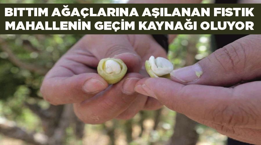 Bıttım ağaçlarına aşılanan fıstık mahallenin geçim kaynağı oluyor