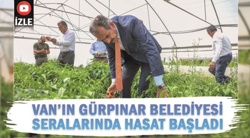 Van’ın Gürpınar Belediyesi Seralarında Hasat Başladı