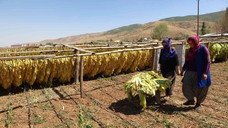 Muş’ta kadınlar çiftçilikle aile ekonomisine katkı sağlıyor
