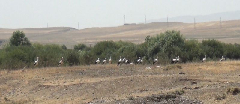 Kars’ta leyleklerin göç molası kamerada
