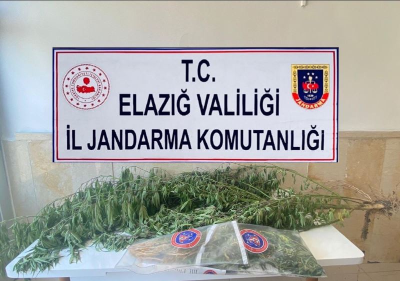 Elazığ’da varil içerisine zulalanmış kenevir ele geçirildi
