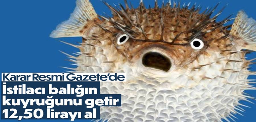 Balon balığı avcılığının desteklenmesi hakkında karar Resmi Gazete