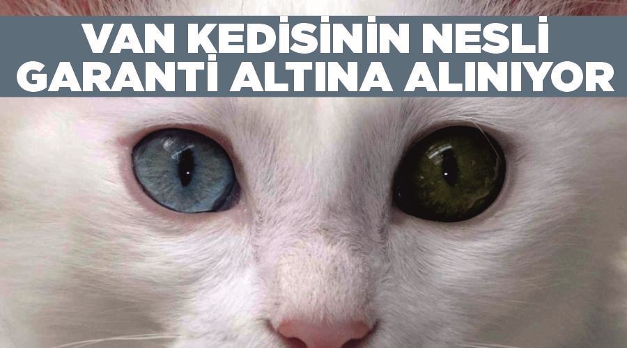 Van kedisinin nesli garanti altına alınıyor