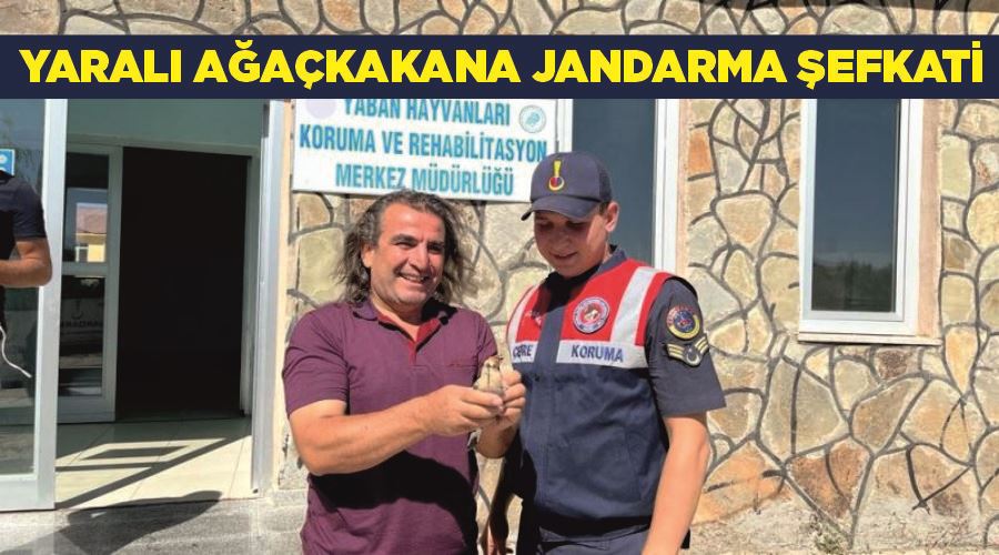 Yaralı ağaçkakana jandarma şefkati