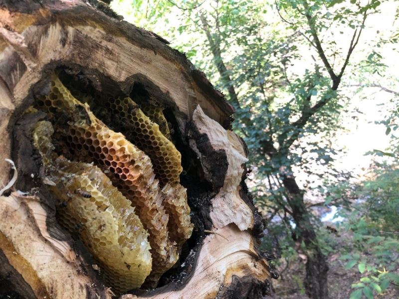 ’Bal avcıları’ su kenarından takip ettikleri arılarla doğal bala ulaşıyor

