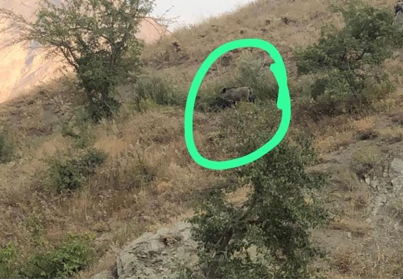 Hakkari’de yabani domuzlar bağ ve bahçelere dadandı
