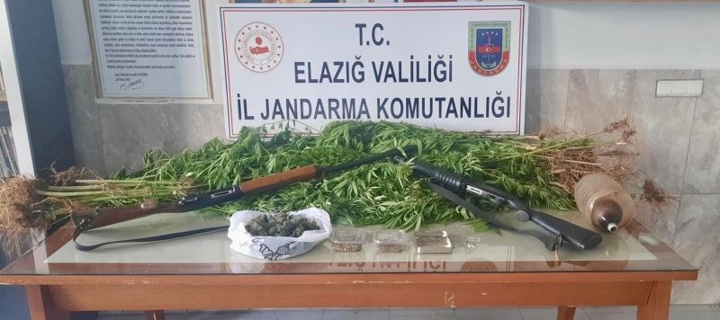 Elazığ’da 354 kök kenevir ele geçirildi, 1 şüpheli yakalandı
