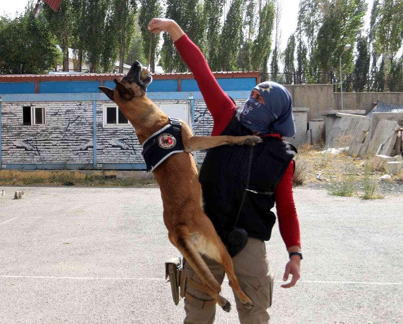 Narkotik köpeği Eris, Erzurum’da uyuşturucuya geçit vermiyor
