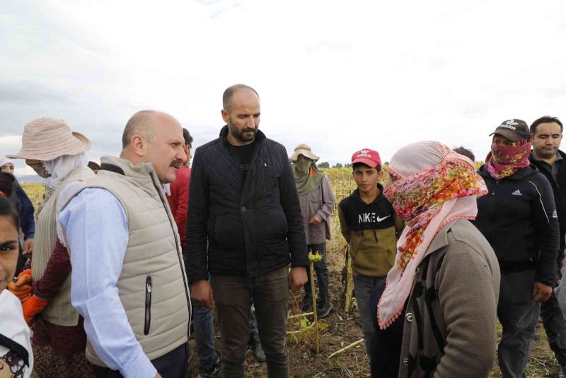 Ağrı’da ayçiçeği üreticiliği yaygınlaşıyor
