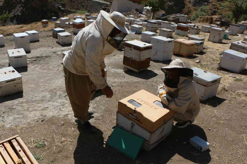 Hakkari’deki arı zehri birinci kalite çıktı
